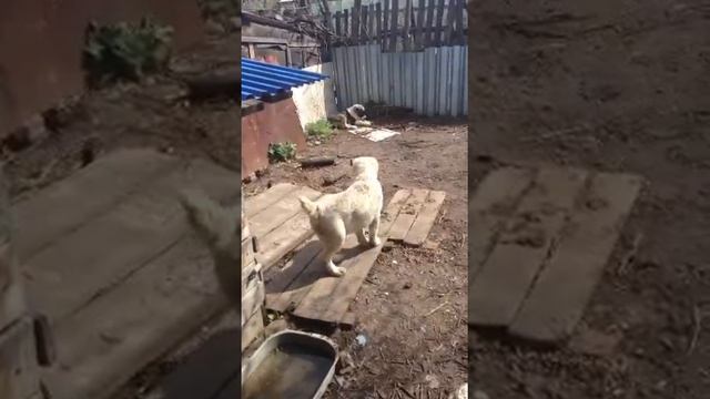 Алабаи щенки 4 мес смотреть онлайн