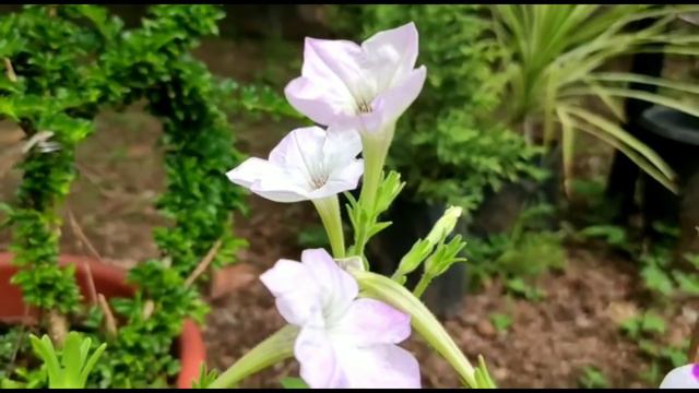 How to care Petunia plant Care in Rainy season/How to grow and Care petunia смотреть онлайн