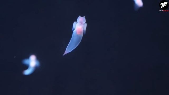 Это Было Последнее, Что Он Снял на Камеру смотреть онлайн