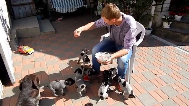 Прикорм мясом - День 30-34 - Уход за щенками день за днем смотреть онлайн