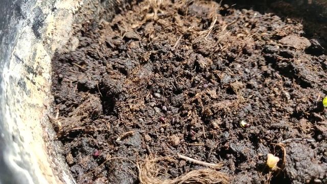 Кактусы из семян. Смесь видов. [День 5] смотреть онлайн