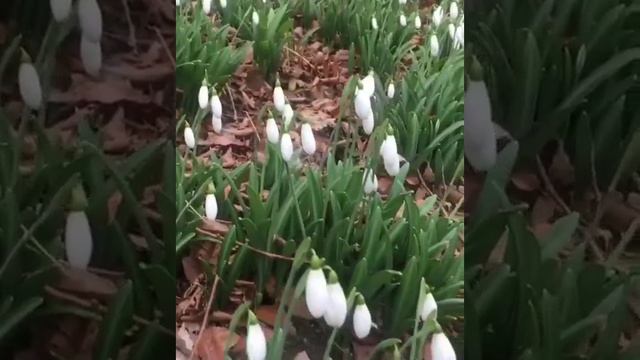 В Крыму расцветают подснежники. смотреть онлайн
