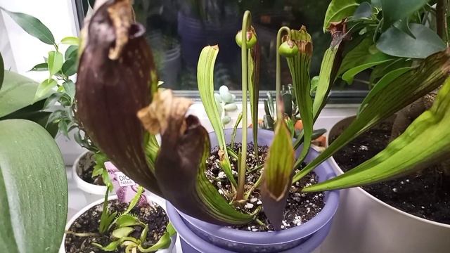 Мускусная черепашка Лео,эублифар Стич,лягушка Пипа и цветочки! смотреть онлайн