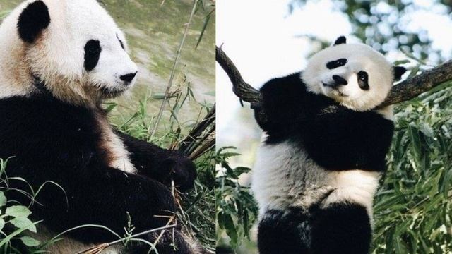 слайд шоу про панд смотреть онлайн