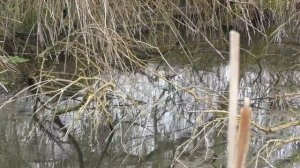 Рыбалка.ловля щуки на ДЖЕРКИ  ( НЕРЕСТ ЩУКИ ОКОЛО 8-ми  КГ....) но все же  одну словил щуку..