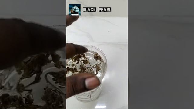 Magic Plant| Resurrection Plant| (Selaginella Lepidophylla)|Black Pearl