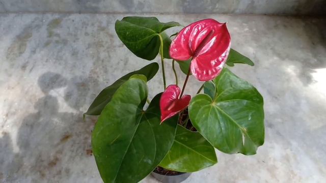 Low Light Indoor Plants Part - 2 ( ഇൻഡോറിൽ വളർത്തുവാൻ പറ്റുന്ന ചെടികൾ ) смотреть онлайн