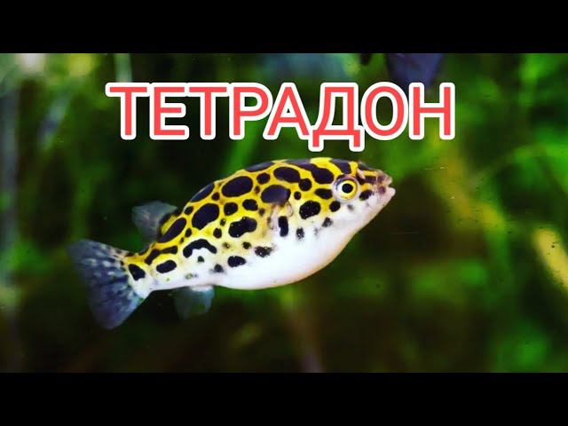 ТЕТРАДОН. СОДЕРЖАНИЕ, КОРМЛЕНИЕ, СОВМЕСТИМОСТЬ И РАЗМНОЖЕНИЕ смотреть онлайн