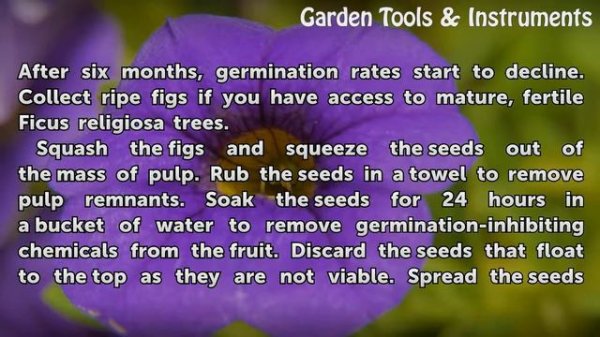 How to Germinate a Ficus Religiosa