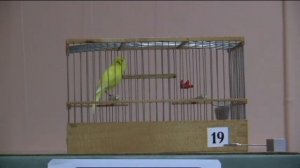 VІІ-й чемпионат канареек овсяночного напева "Лучший кенар-солист 2017"