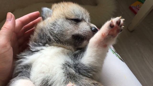 Дайте поспать! Щенок акиты пытается уснуть смотреть онлайн