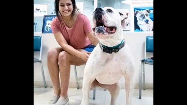 Огромная собака сидела в приюте опустив голову, она не понимала, почему ее оставили хозяева. смотреть онлайн