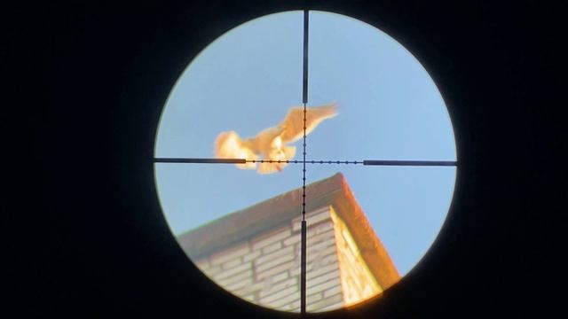 Охота на морских чаек с пневматикой, кроухантинг, Crow Hunting 2022 июль ч.3 смотреть онлайн