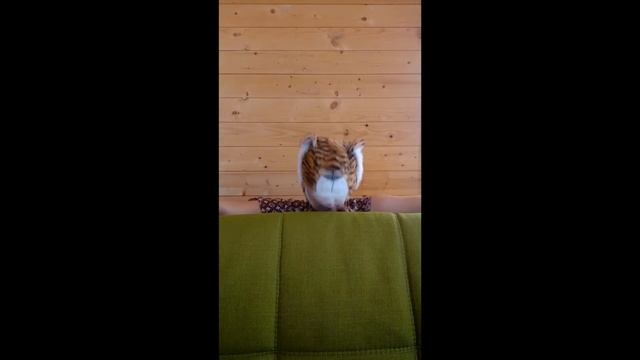 Домашний театр. Тигр (СОРЕВНОВАНИЕ). Мама Курица (ПРАВИЛА ЖИЗНИ). Кукольное представление. Игры дом смотреть онлайн