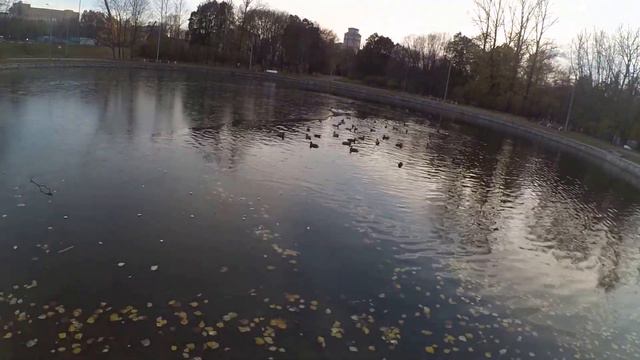 Утки долбят лед! смотреть онлайн