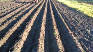 дисковые окучники с переди.окучивание картошки мотоблоком.