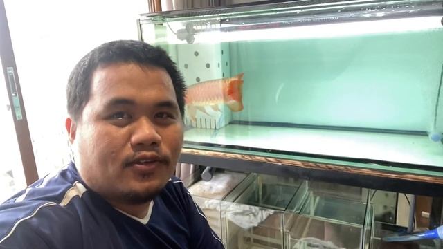 Oyeee Vlogs - 1 Million Php Super Red Arowana смотреть онлайн