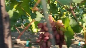 Фреш мускат(555) и Маэстро 13 июля 2024. Виноградник Щереденкова.mp4