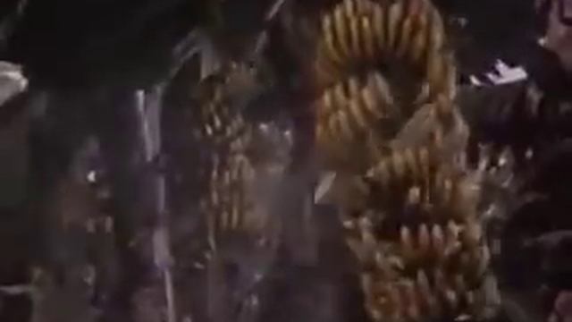 The Gods Must Be Crazy [1980] | Trailer смотреть онлайн