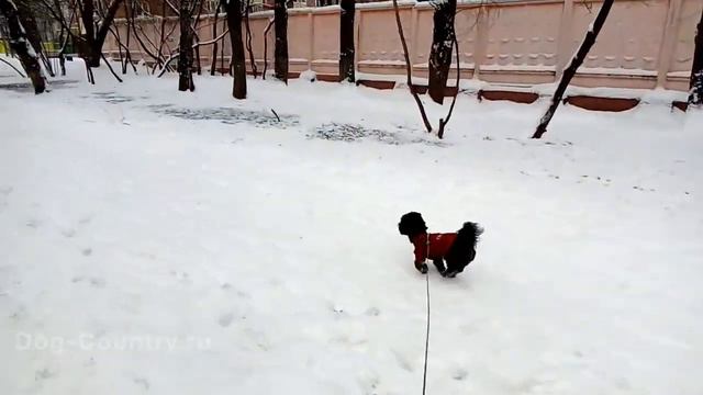 Dog Country: передержка Ши Тцу. Передержка собак, кошек и других животных в Москве смотреть онлайн