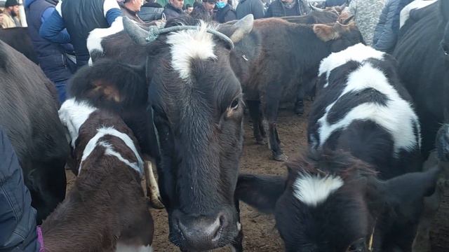 Yangiqõrģon tumani Begabod Mol bozori sigirlar narhlari bilan tanishing 2.12.2023yil смотреть онлайн