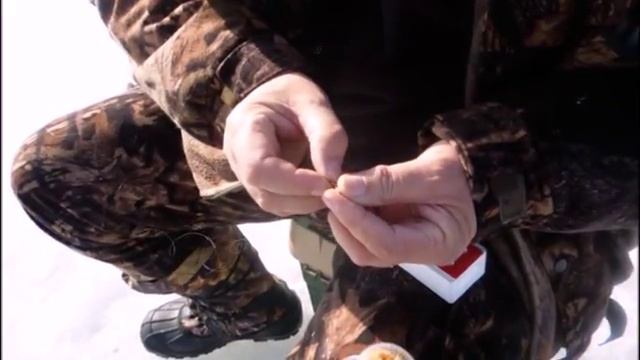 Шоша 29 03 2016 г. смотреть онлайн