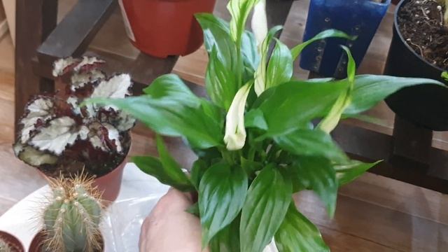 Всё было как во сне. Новинки цветочные смотреть онлайн
