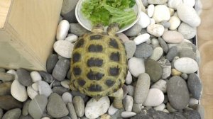 Среднеазиатская черепаха - уход и содержание