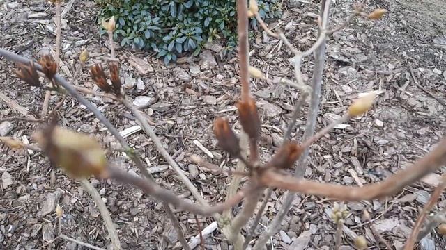 Обрезка азалии крупноцветковой. 04.03.2022 смотреть онлайн