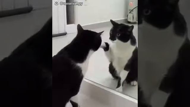 Кот увидел своё отражение в зеркале.Что он будет делать дальше? смотреть онлайн