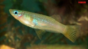 Живородящие аквариумные рыбки виды