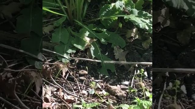 В Ставропольском крае активизировались змеи жительница Пятигорска увидела гадюку смотреть онлайн