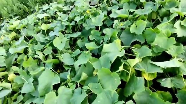 Баба Маня и баба Оля Проверяем картошку ???" Пьяница" Сорт картошки смотреть онлайн
