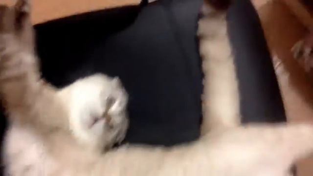 Хитрые и милые коты. смотреть онлайн