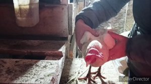 Как легко и просто подрезать клюв курам.