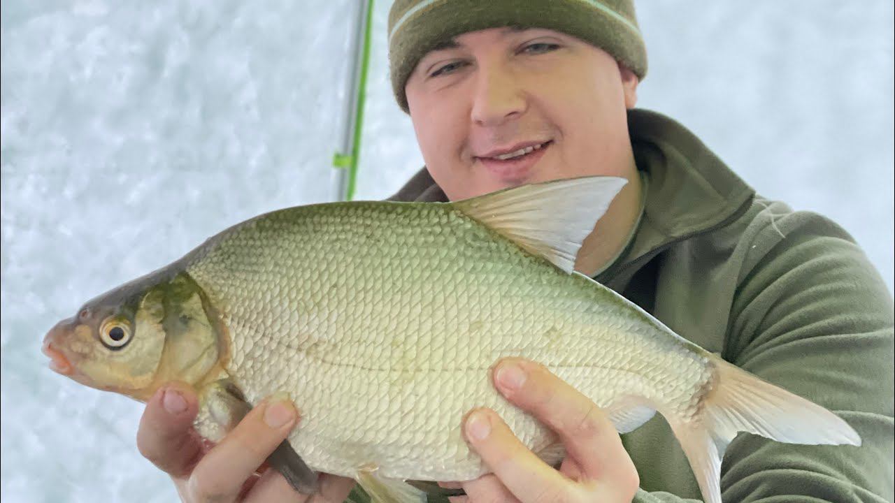 Лещ под кило! #shorts смотреть онлайн