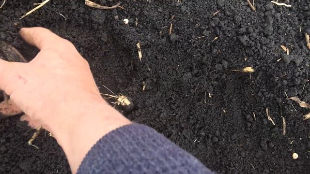 Посевы гороха 2017 смотреть онлайн
