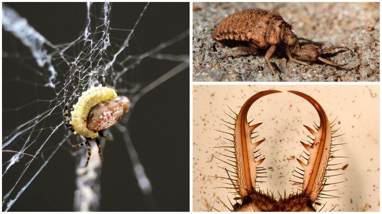 Зачем Паук Рвет Свою Паутину или Удивительные Стратегии Выживания Насекомых 2! смотреть онлайн
