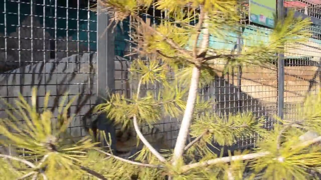 Февральский Тайган! смотреть онлайн