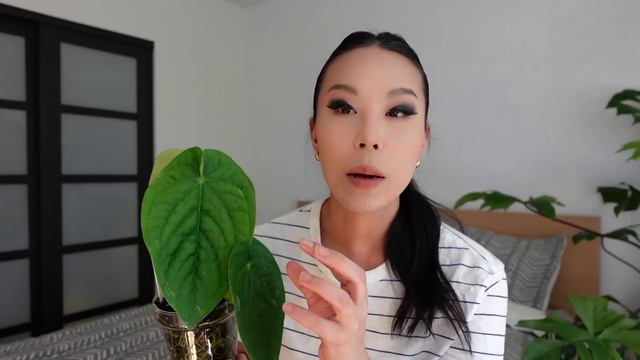 8 plants I LOVE for the 🤌🏻 texture 🤌🏻 смотреть онлайн