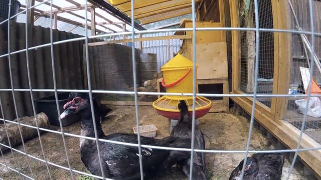 ВИДЕО НА МИЛЛИОН !!!!!!! million блог дауншифтинг жизнь в деревне