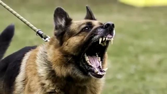 Животное умней человека! Волк отомстил без крови!