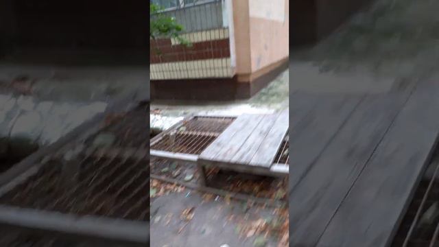 Жёлтые ромашки смотреть онлайн