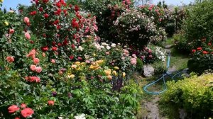 Условия успешного выращивание роз в жарком и сухом климате