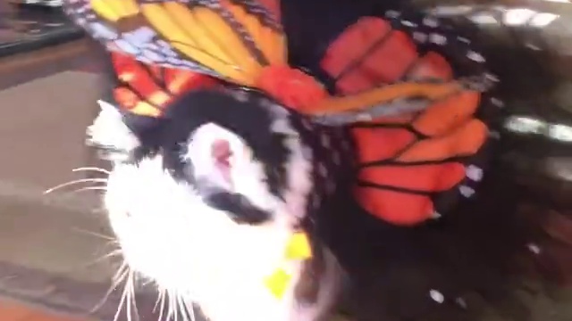 Красотка! Кошка - бабочка)))) смотреть онлайн