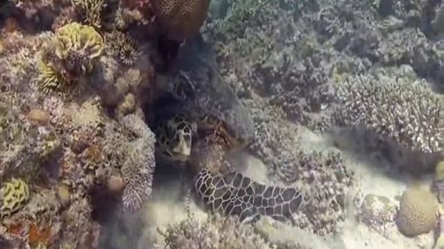 В Моцарт К т для арфы и флейты 2ч смотреть онлайн