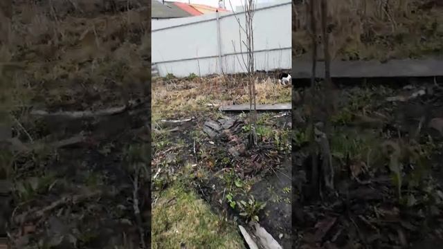 Как сделать майский чай в Поволжье? смотреть онлайн