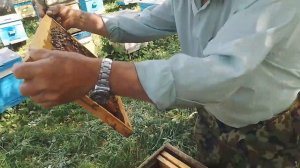 Расплод пчёл проверяем. Проверяем ,расширяем