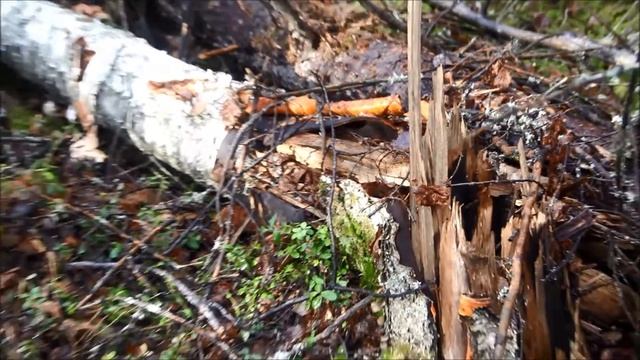 Обломки Ан2 нашли рядом с городом Серов 59°29'21.8839N 60°25'52.5014E смотреть онлайн