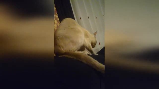 кошка делает массаж смотреть онлайн